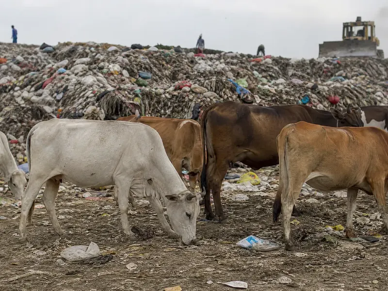 From Dumpsite To Your Table